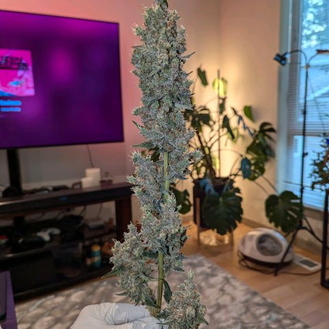 Grape Grogu  growlog timeline photo