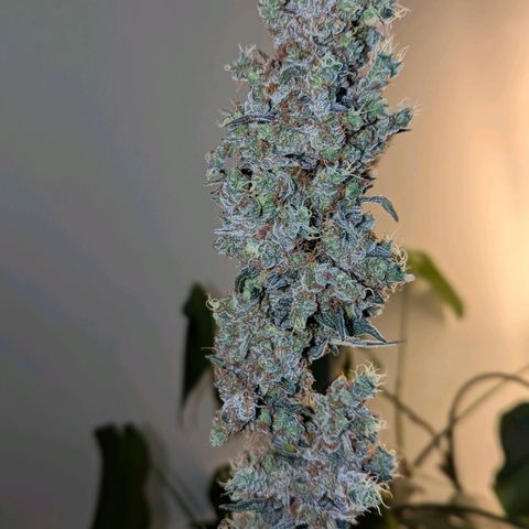 Grape Grogu  growlog timeline photo
