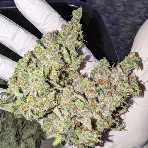 Grape Grogu  growlog timeline photo
