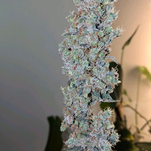 Grape Grogu  growlog timeline photo