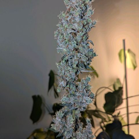 Grape Grogu  growlog timeline photo