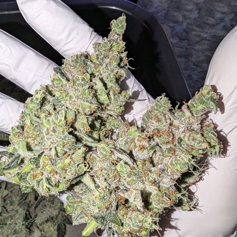 Grape Grogu  growlog timeline photo