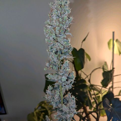 Grape Grogu  growlog timeline photo