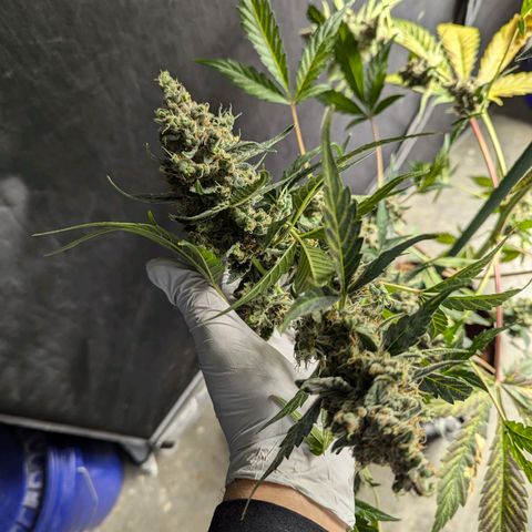 Grape Grogu  growlog timeline photo