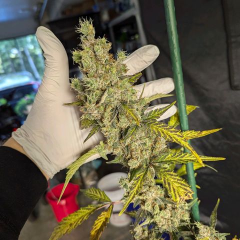Grape Grogu  growlog timeline photo