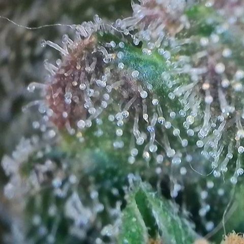 Grape Grogu  growlog timeline photo