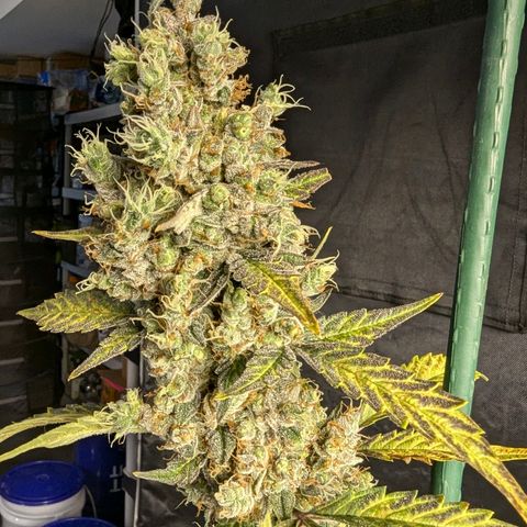Grape Grogu  growlog timeline photo