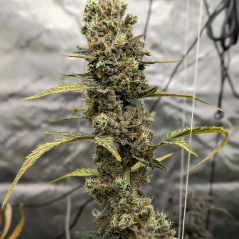 Grape Grogu  growlog timeline photo