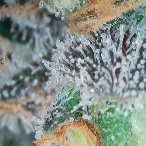 Grape Grogu  growlog timeline photo