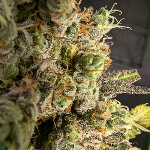 Grape Grogu  growlog timeline photo