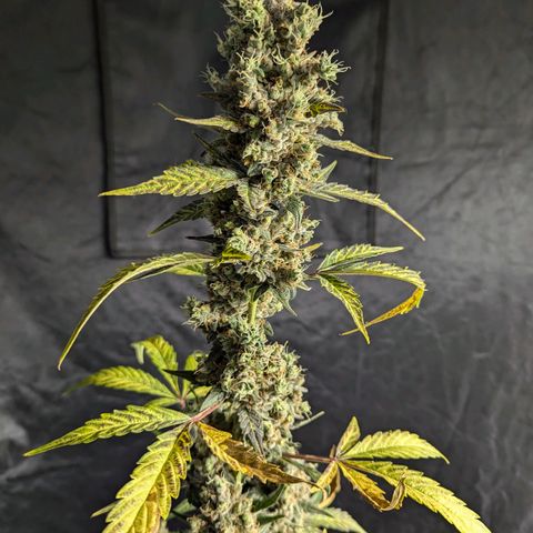 Grape Grogu  growlog timeline photo