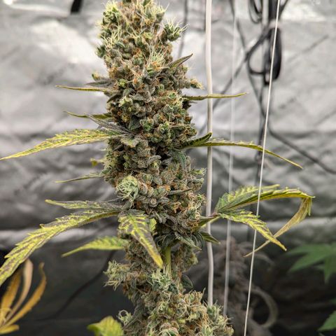 Grape Grogu  growlog timeline photo