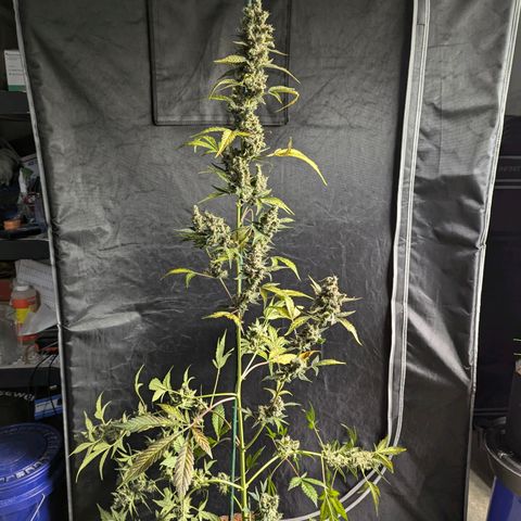 Grape Grogu  growlog timeline photo