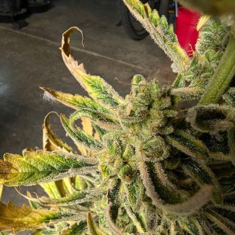 Humboldt Dream  growlog timeline photo