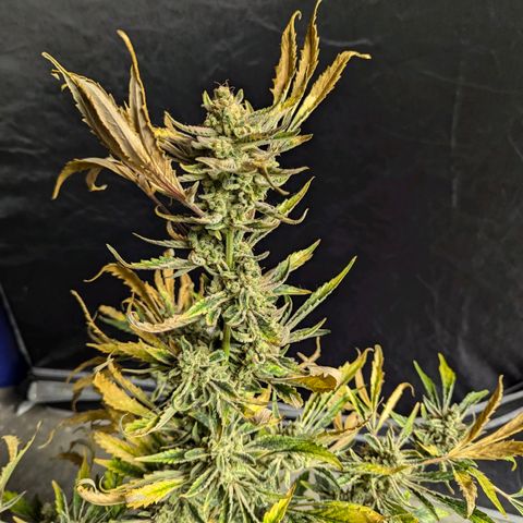 Humboldt Dream  growlog timeline photo