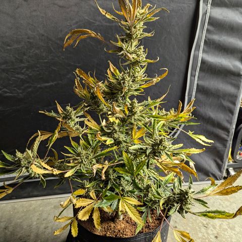 Humboldt Dream  growlog timeline photo