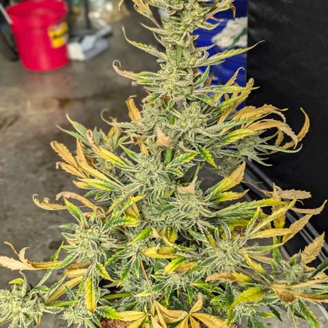 Humboldt Dream  growlog timeline photo