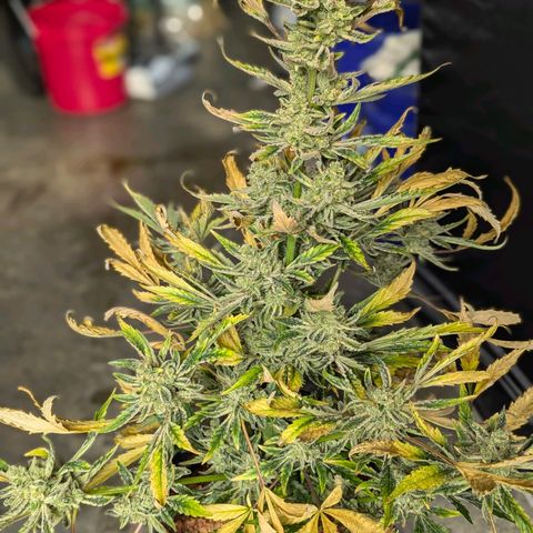 Humboldt Dream  growlog timeline photo