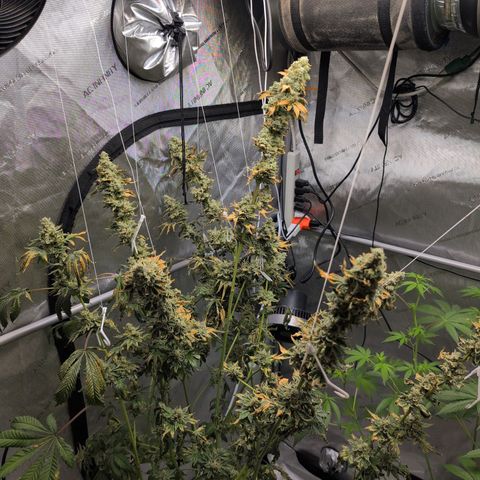 Pineapple Pussy  growlog timeline photo