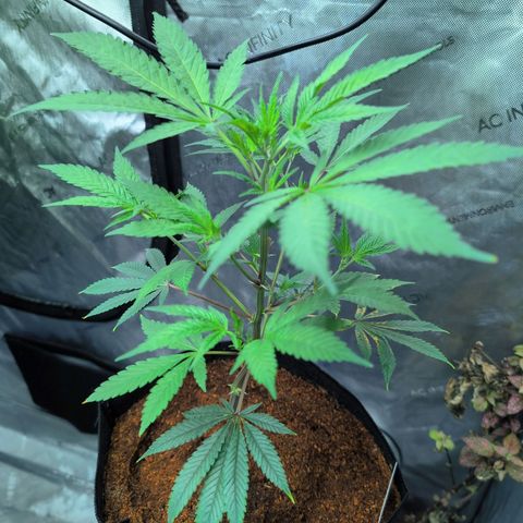Purple Panty Dropper  growlog timeline photo