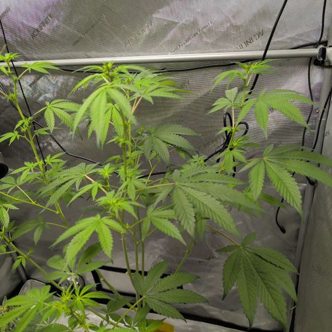 Pink Diamond  growlog timeline photo