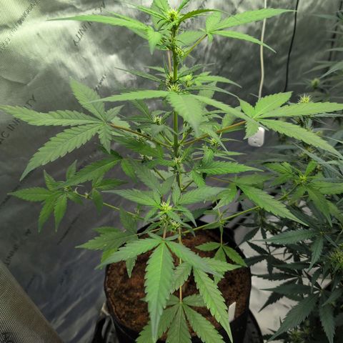 Original Jack Herer Auto  growlog timeline photo