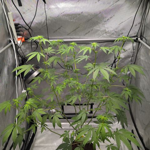 Pink Diamond  growlog timeline photo