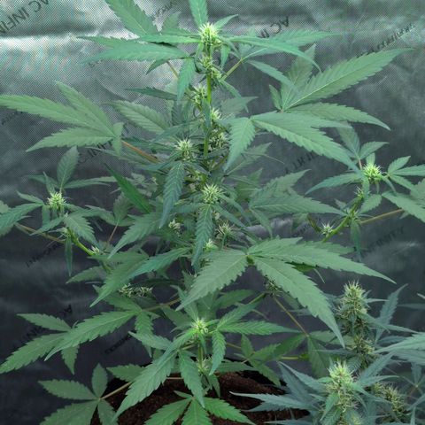 Original Jack Herer Auto  growlog timeline photo