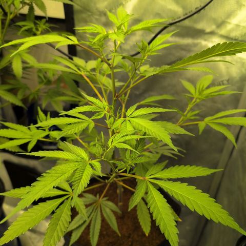 Purple Panty Dropper  growlog timeline photo