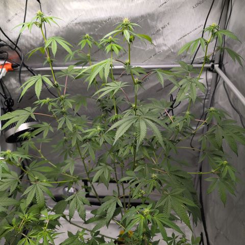 Pink Diamond  growlog timeline photo