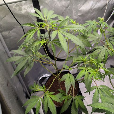 Purple Panty Dropper  growlog timeline photo