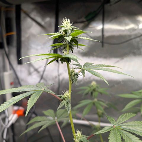 Pink Diamond  growlog timeline photo