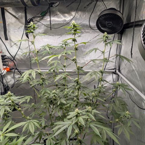 Pink Diamond  growlog timeline photo