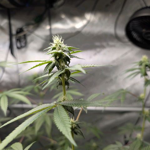 Pink Diamond  growlog timeline photo