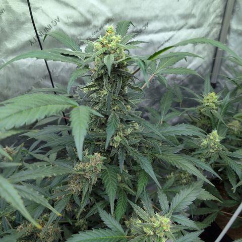 Original Jack Herer Auto  growlog timeline photo