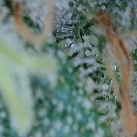 Wedding Cake Auto  growlog timeline photo