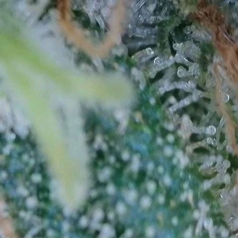Wedding Cake Auto  growlog timeline photo