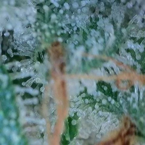 Wedding Cake Auto  growlog timeline photo