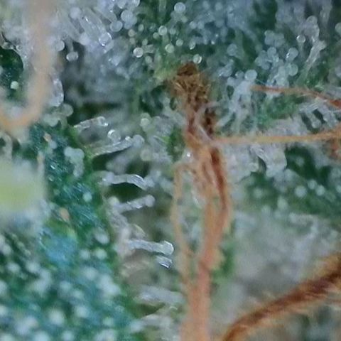 Wedding Cake Auto  growlog timeline photo