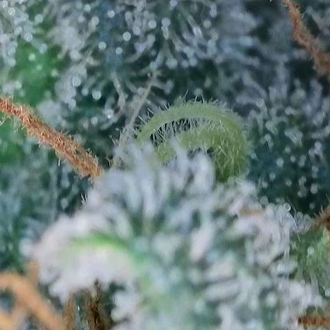 Wedding Cake Auto  growlog timeline photo