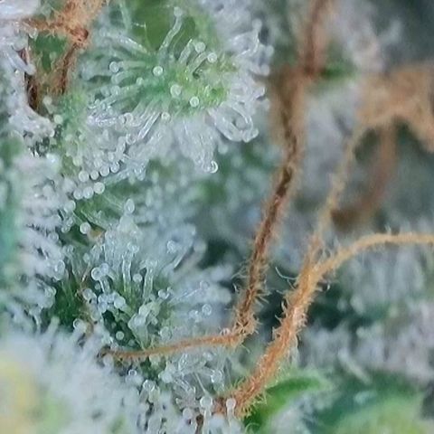 Wedding Cake Auto  growlog timeline photo