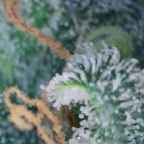Wedding Cake Auto  growlog timeline photo