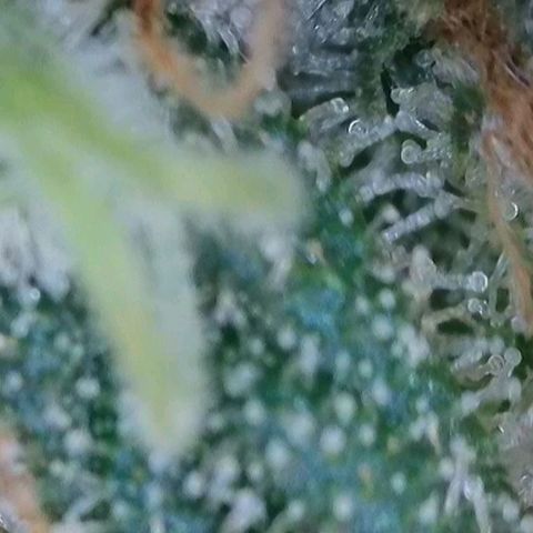 Wedding Cake Auto  growlog timeline photo