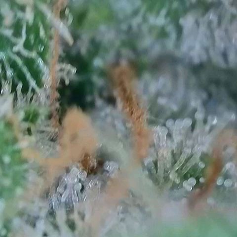 Wedding Cake Auto  growlog timeline photo