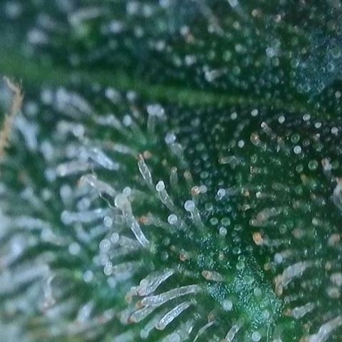 Original Jack Herer Auto  growlog timeline photo