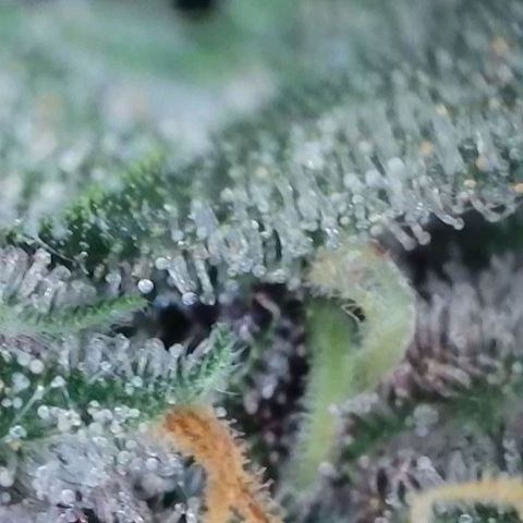 Original Jack Herer Auto  growlog timeline photo