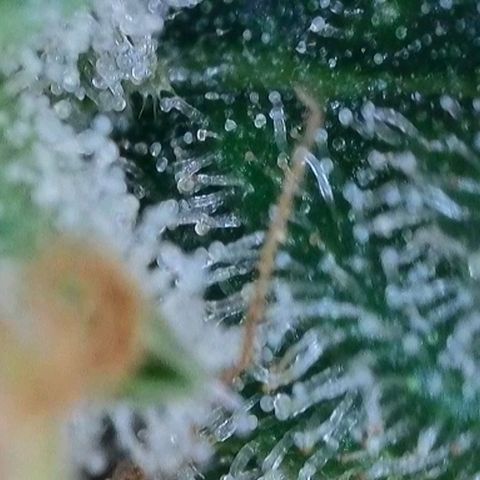 Original Jack Herer Auto  growlog timeline photo