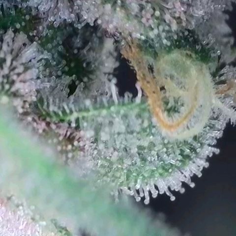 Original Jack Herer Auto  growlog timeline photo