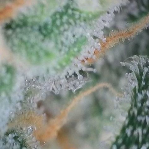 Original Jack Herer Auto  growlog timeline photo