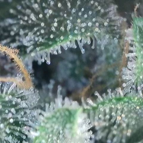 Original Jack Herer Auto  growlog timeline photo